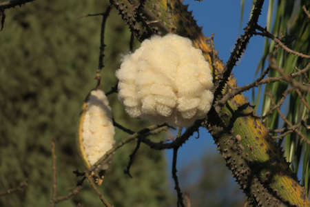 Nature plant background in sunny dayの写真素材