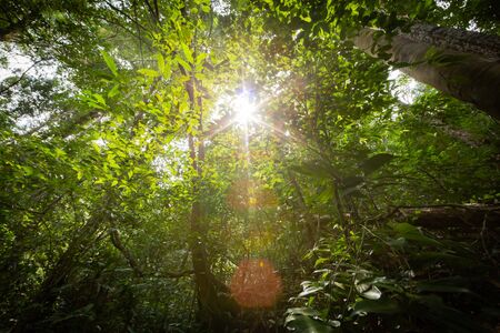 The sun is shining through forest.