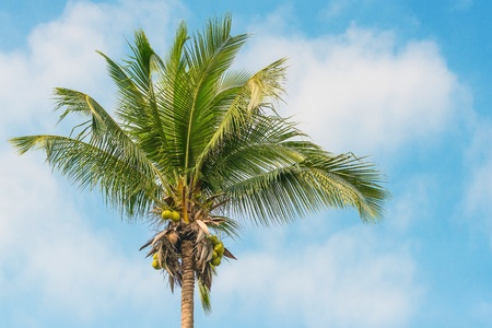 Coconut tree on blue sky and cloundの写真素材