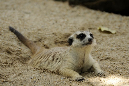 A meerkat squat on the sand の写真素材
