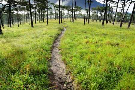 Pine forest at Phusoidao mountain in Thailandの写真素材