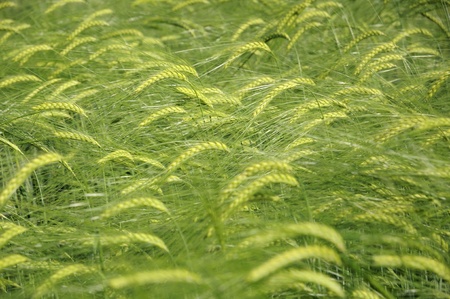 Green fields of barley at Chaingmaiの写真素材