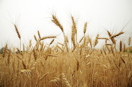 Fields of golden barley at Samerng Rice Research Center の写真素材
