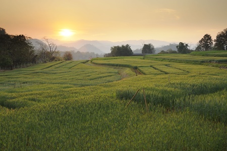 Sunset at fields of green barley