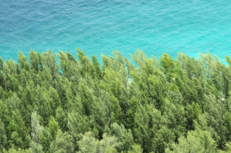 The seaside pines.