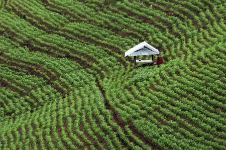 Corn fields with small hutの写真素材