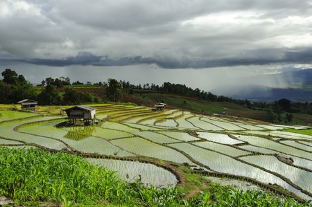 Rice Terrace at Maechaem in Thailand