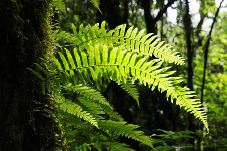 Close up of fern frond in the forest.の写真素材