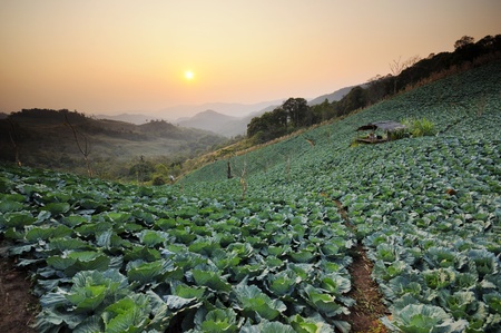 Sunset over a field of cabbage on hilltop の写真素材