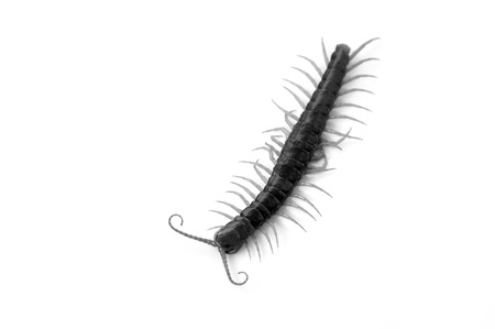 Centipede on the white background
の写真素材