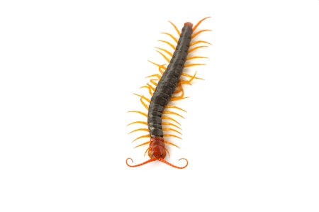 Centipede on the white background
の写真素材