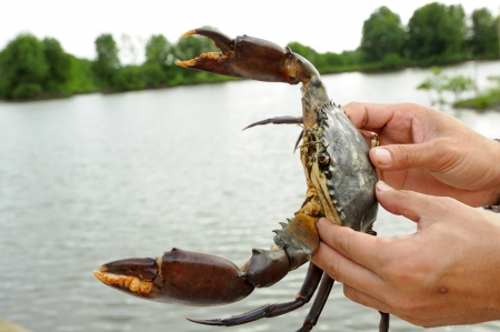 Hand holding sea crab
の写真素材