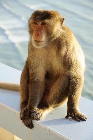 The monkey sitting have sea 