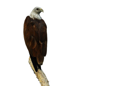 Red Hawk perching on the branches.