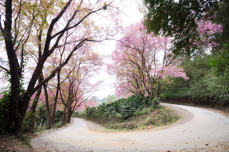Pink Sakura blossom and Arch Street.の写真素材