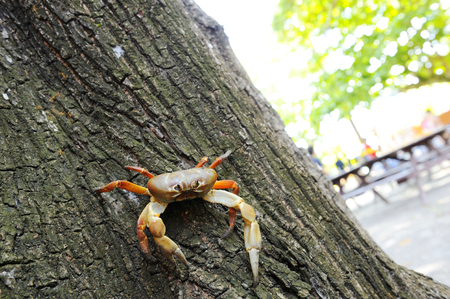 Hairy leg mountain crab on a tree.の写真素材