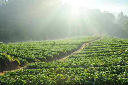 Sunbeam shining above strawberry fields.の写真素材