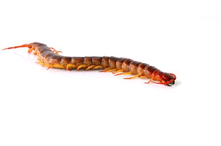 Large centipede on the white backgroundの写真素材
