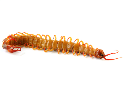 Large centipede was dead on the white backgroundの写真素材