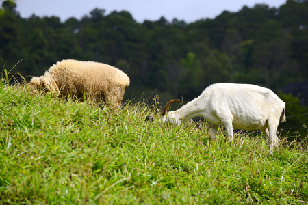 Goats and sheep are eating grass together.の写真素材