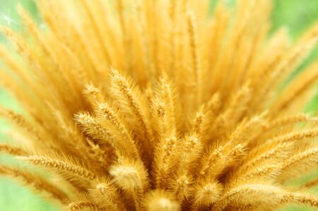 Close-up Of Ripe Golden Wheat for Harvest Time Concept.