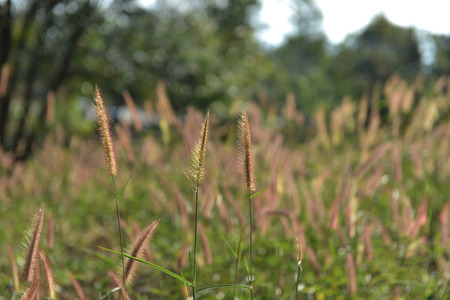 Flowering grassの写真素材