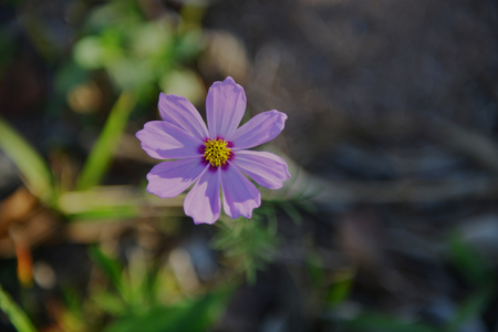 Cosmos flowersの写真素材