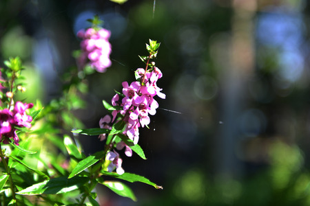 forget me notの写真素材