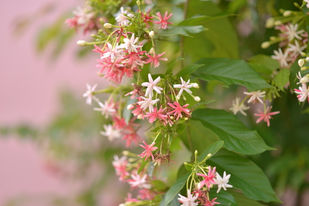 Floweringの写真素材