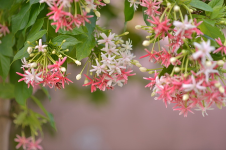 Floweringの写真素材