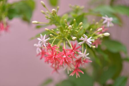 Floweringの写真素材