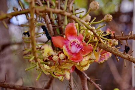 Flower Salの写真素材