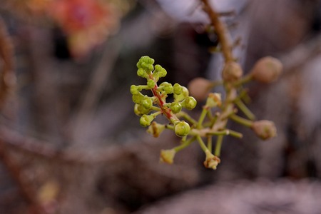 Flower Salの写真素材