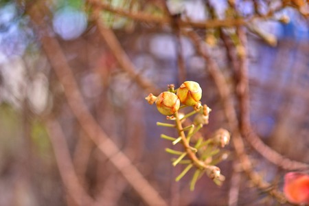 Flower Salの写真素材