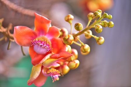Flower Salの写真素材