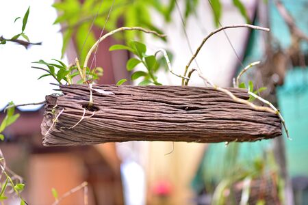 Timberの写真素材