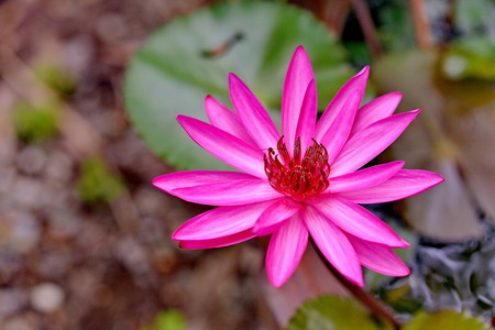 water lilyの写真素材