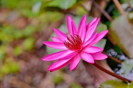 lotus, water lilyの写真素材