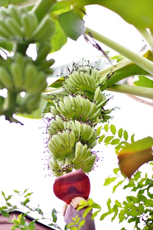 bananaの写真素材