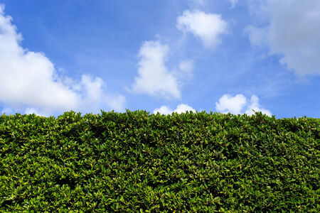  Green leaves wall の写真素材