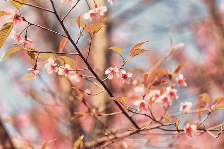 Beautiful pink cherry blossom (Sakura) flower at full bloom in vintage styleの写真素材