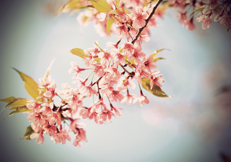 Beautiful pink cherry blossom (Sakura) flower at full bloom in vintage styleの写真素材