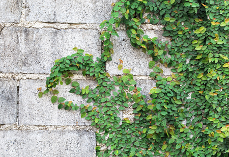 Green Creeper Plant on the Wallの写真素材