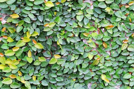 Green Creeper Plant on the Wall