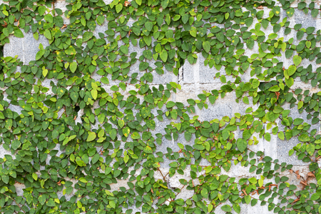 Green Creeper Plant on the Wallの写真素材