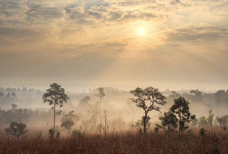 Thailand savanna landscape at sunriseの写真素材