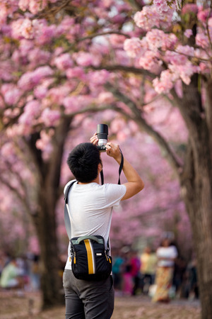Traveler taking a photo of cherry blossoms tree on vacationのeditorial素材