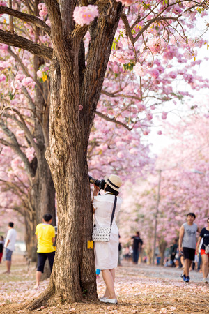 Traveler taking a photo of cherry blossoms tree on vacationのeditorial素材