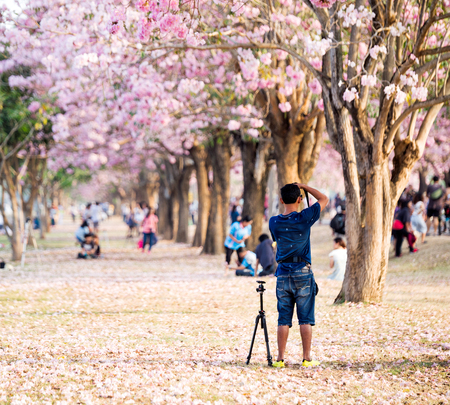 Traveler taking a photo of cherry blossoms tree on vacationのeditorial素材