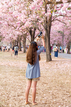 Traveler taking a photo of cherry blossoms tree on vacationのeditorial素材